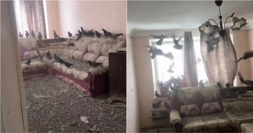 3 سنوات من الغياب تُحوّل شقة روسي إلى "مملكة للحمام"