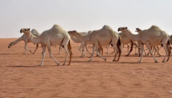 بعد ذبح أعداد من الإبل .. مخالفة مرشح في مأدبا
