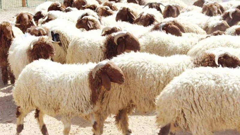 400 حظيرة لبيع الأضاحي في 24 موقعًا بعمان