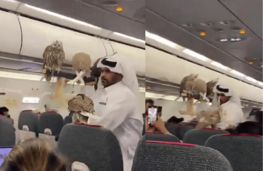 صقور على متن طائرة بصحبة مواطن خليجي.. مشهد غير مألوف يثير الجدل