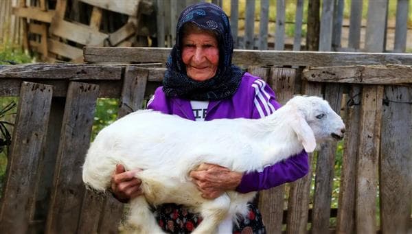 تركية ترعى الماعز منذ 90 عامًا وتعرفهم أكثر من أحفادها