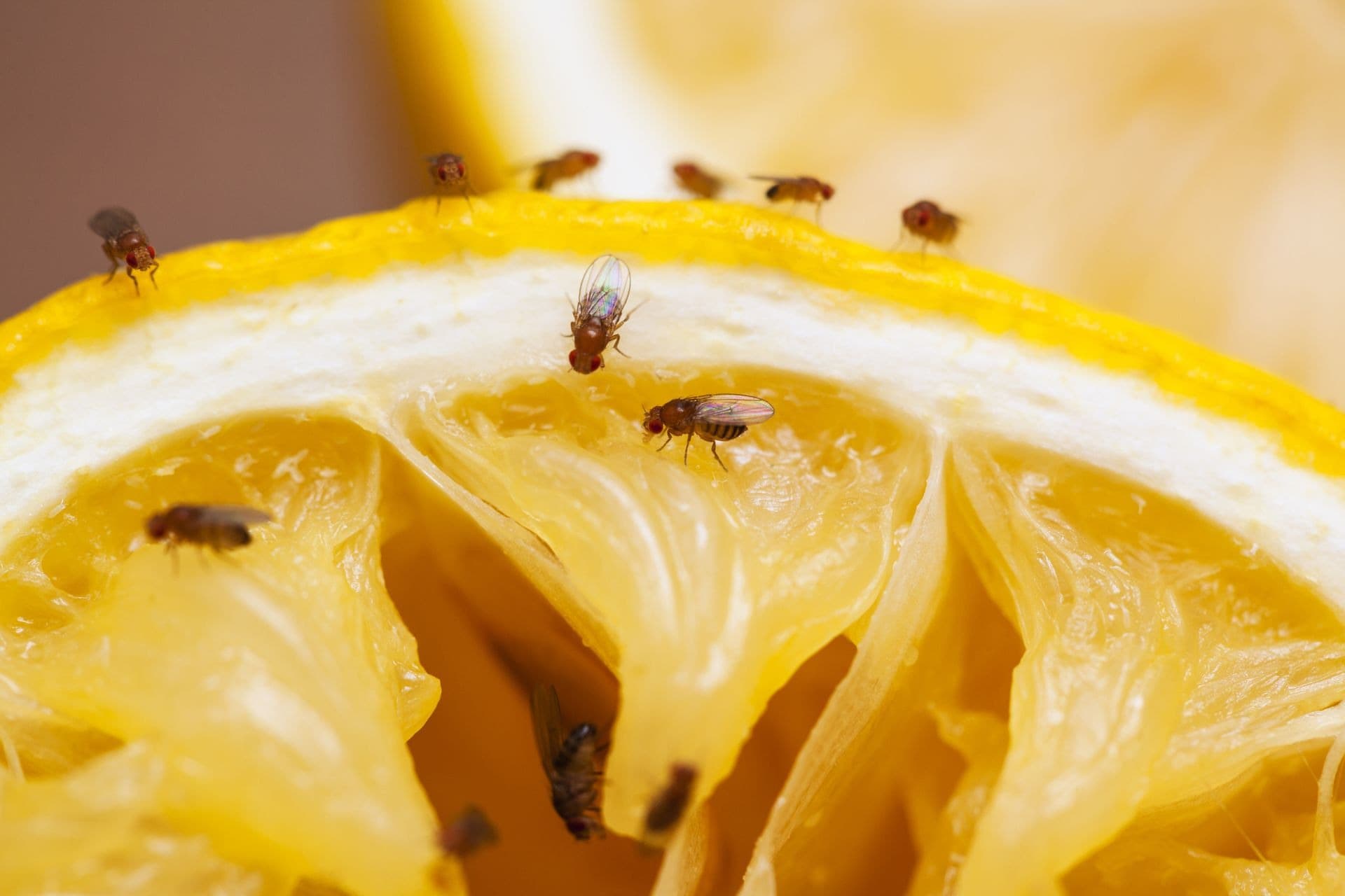 طرق فعالة للتخلص من ذباب الفاكهة في المطبخ ومنع عودته